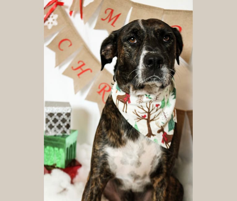 embark dog dna test breed