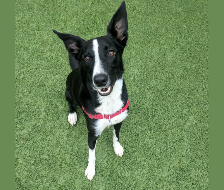 Catahoula leopard border collie mix deals