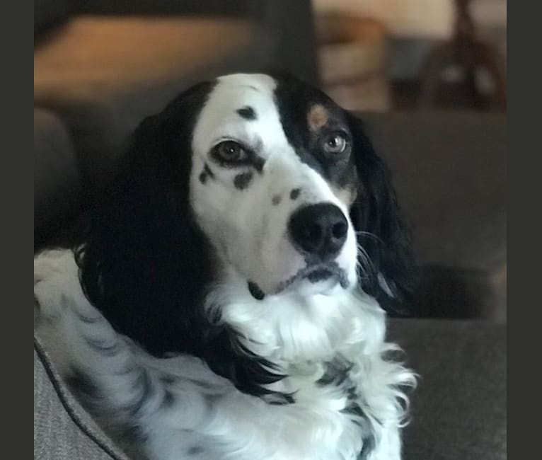 Jack, a Brittany and Llewellin Setter mix tested with EmbarkVet.com