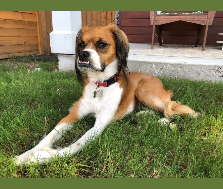 Maddie, a Boxer and Cocker Spaniel mix tested with EmbarkVet.com