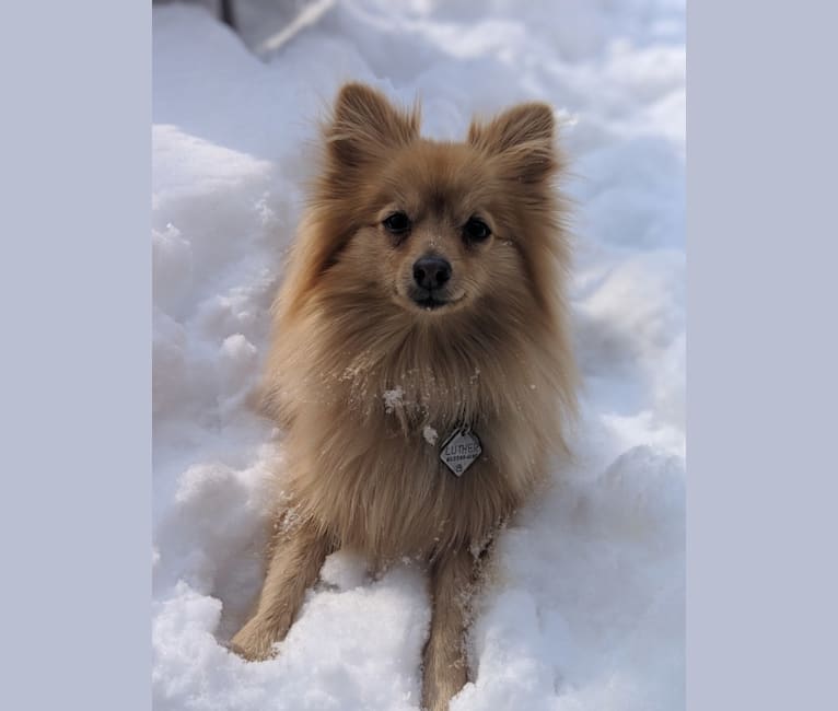 Luther, a Pomeranian tested with EmbarkVet.com