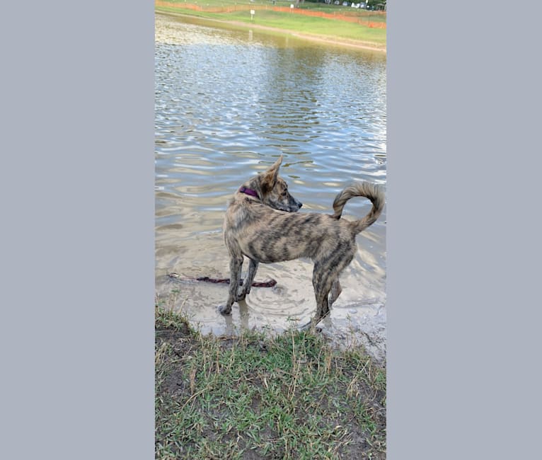 Photo of Charlie, a German Shepherd Dog, American Pit Bull Terrier, and Chow Chow mix in DeLand, Florida, USA