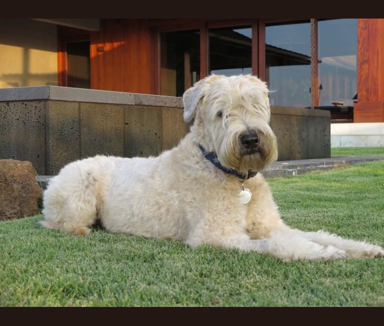 Wheaten terrier austin online