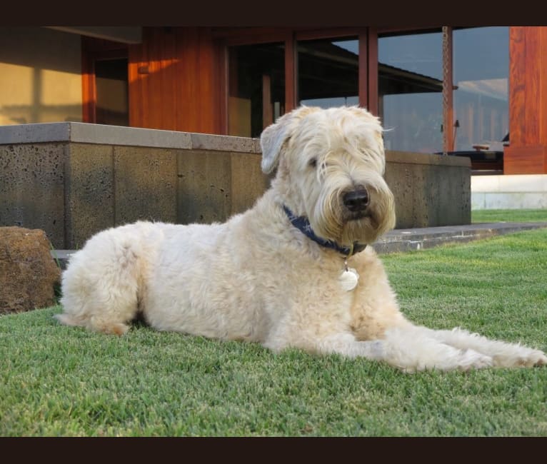 Morgan, a Soft Coated Wheaten Terrier tested with EmbarkVet.com