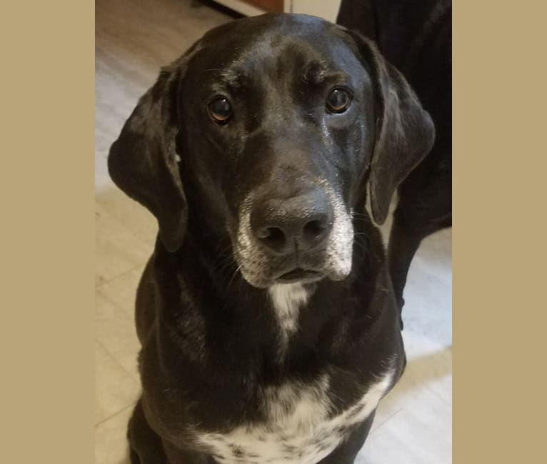 Happy, a Labrador Retriever and Bluetick Coonhound mix tested with EmbarkVet.com