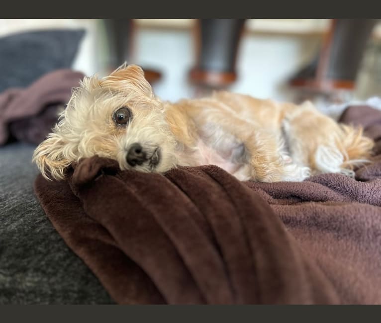 Cannoli, a Chihuahua and Lhasa Apso mix tested with EmbarkVet.com