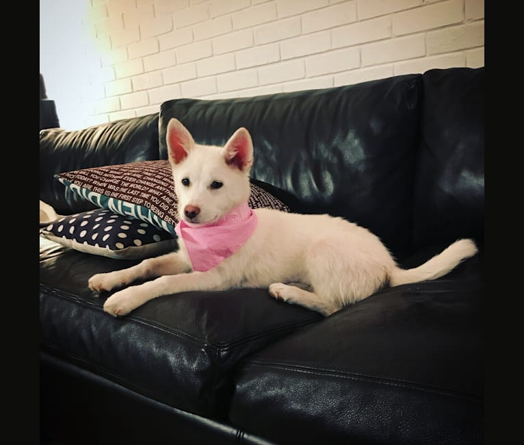 Sansa, an East Asian Village Dog tested with EmbarkVet.com