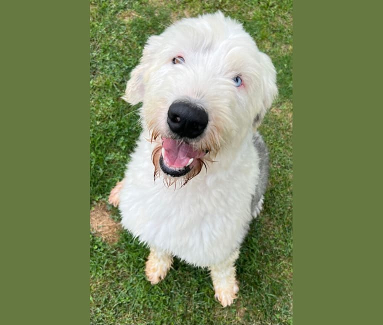 Clyde, an Old English Sheepdog tested with EmbarkVet.com