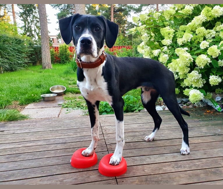 Filo, an English Setter and American Pit Bull Terrier mix tested with EmbarkVet.com