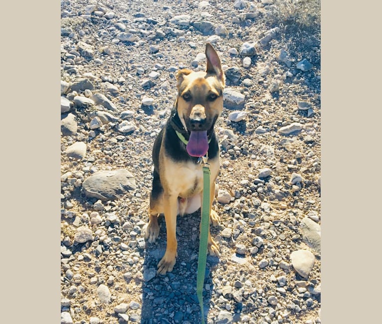 Photo of Bear, a German Shepherd Dog, American Pit Bull Terrier, Boxer, and Mixed mix in El Paso, Texas, USA