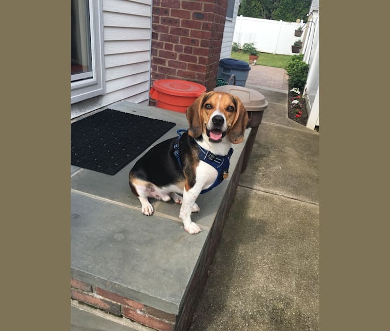Tuck, a Beagle tested with EmbarkVet.com