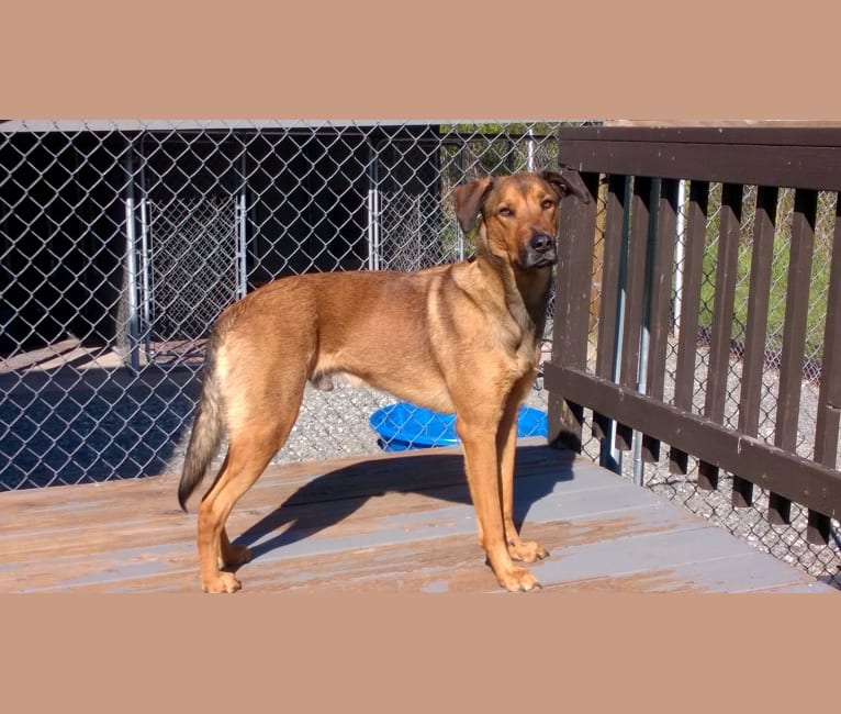 Opie, a Belgian Malinois and Labrador Retriever mix tested with EmbarkVet.com