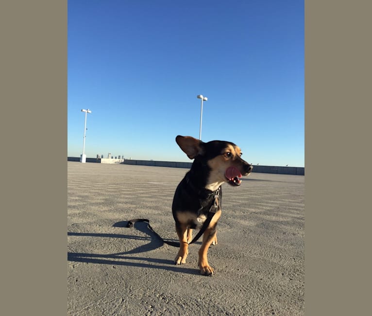 Paco, a Chihuahua and Miniature Pinscher mix tested with EmbarkVet.com