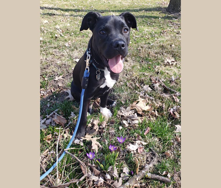 Photo of Pepper, an American Pit Bull Terrier, American English Coonhound, and Mixed mix in Kokomo, Indiana, USA