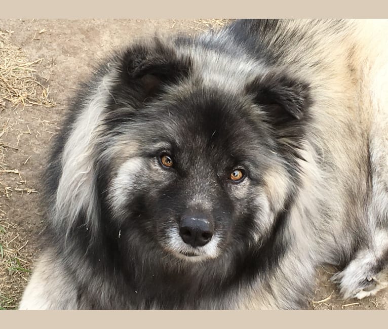 Jake, a Siberian Husky and German Shepherd Dog mix tested with EmbarkVet.com