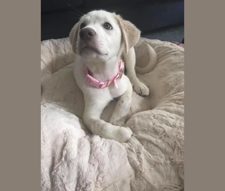 great pyrenees pitbull