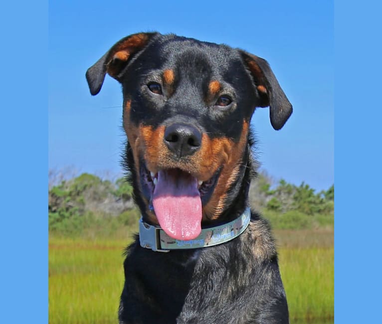 Dozer, a Rottweiler and Boxer mix tested with EmbarkVet.com