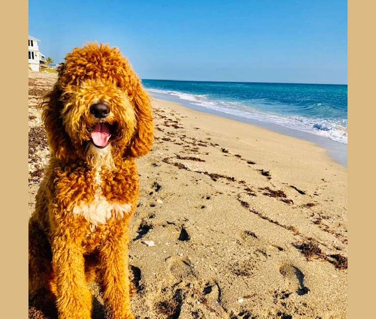 Embark Dog DNA Test Breed