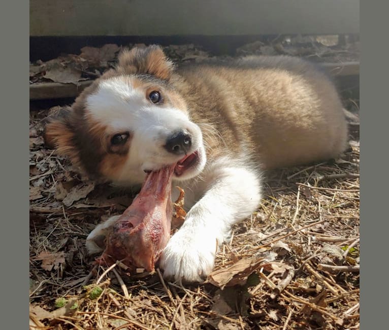 Embark Dog Dna Test Breed
