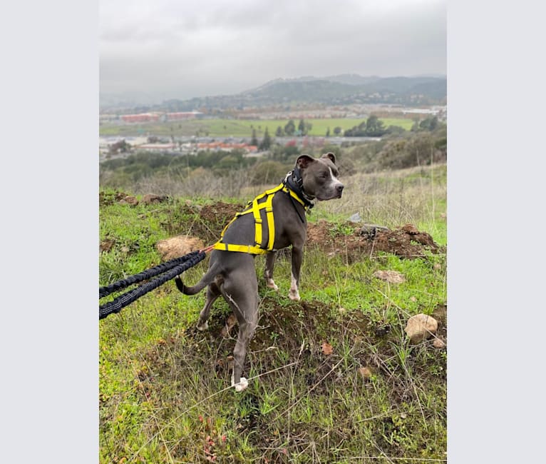 MaSiWei, an American Bully tested with EmbarkVet.com