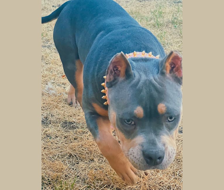 Penny-Mac, an American Bully tested with EmbarkVet.com