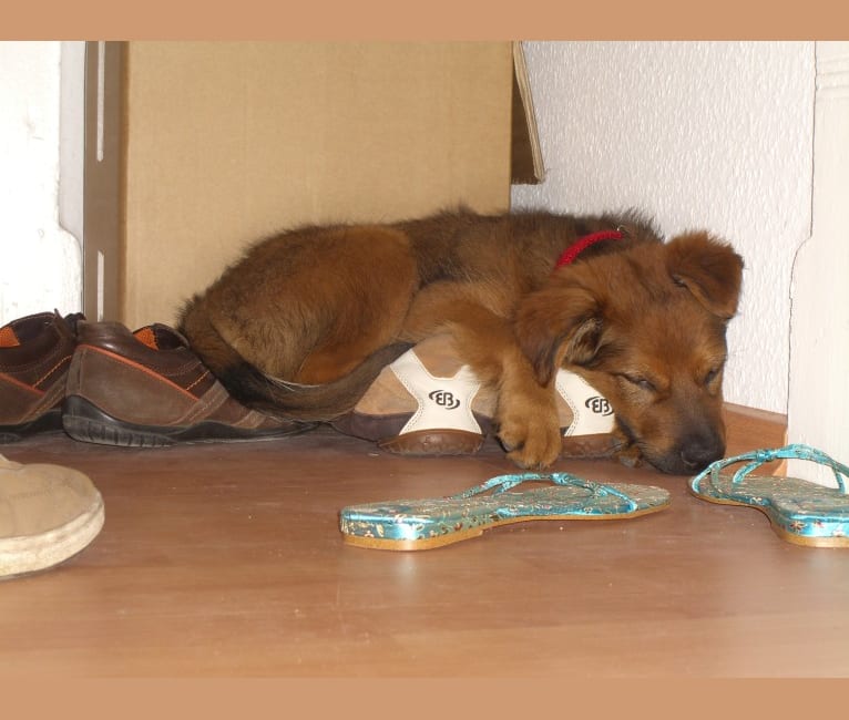 Yoshi, a German Shepherd Dog and Rottweiler mix tested with EmbarkVet.com