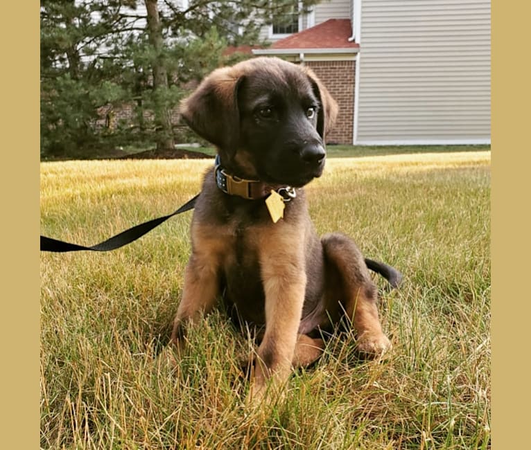 Embark Dog DNA Test Breed