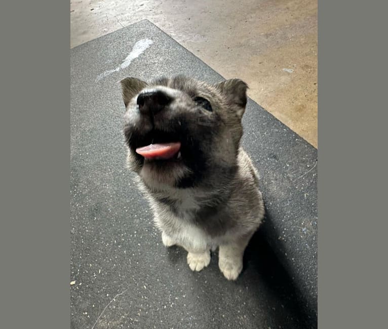 Zima, a Siberian Husky and German Shepherd Dog mix tested with EmbarkVet.com