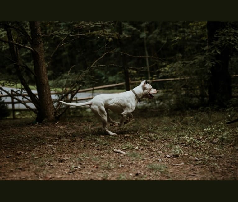 Björn, a Dogo Argentino tested with EmbarkVet.com