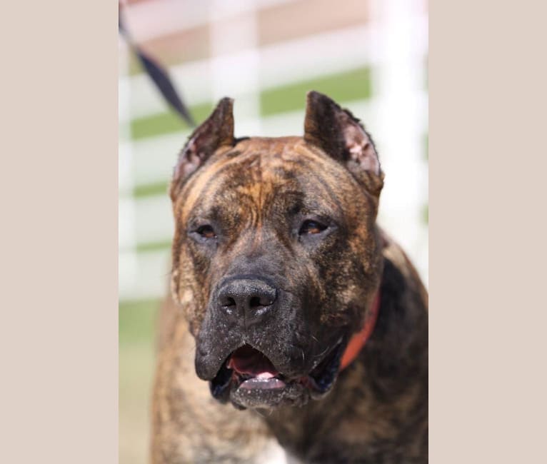 Presa canario silver fawn sales