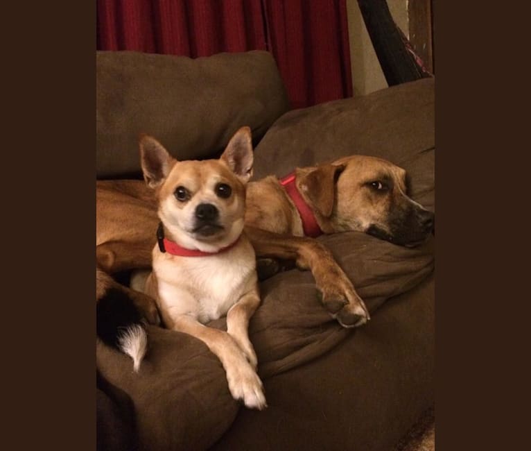Frankie, a Chihuahua and Miniature Pinscher mix tested with EmbarkVet.com