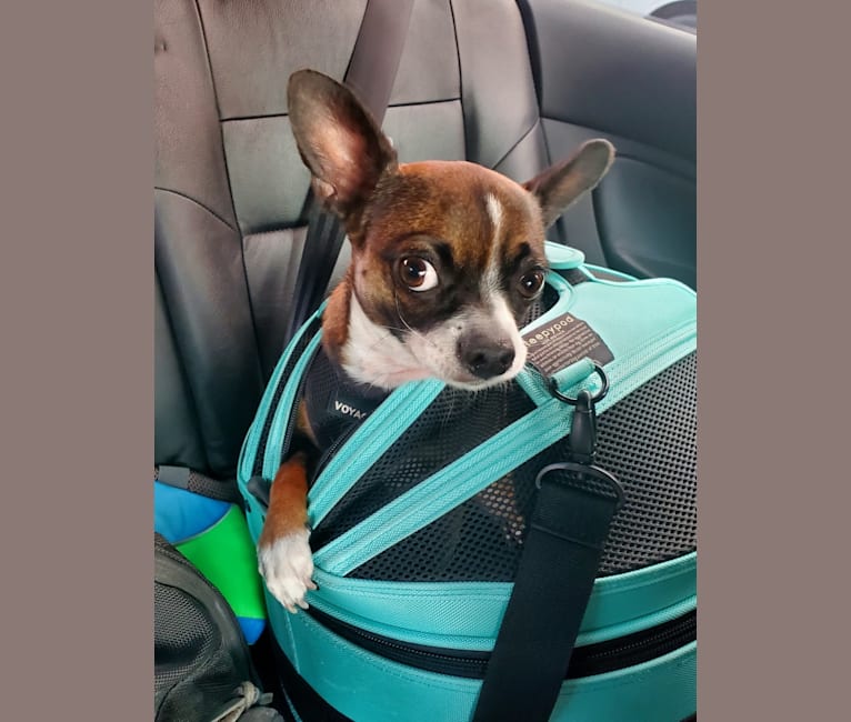 Cornelius, a Pug and Chihuahua mix tested with EmbarkVet.com