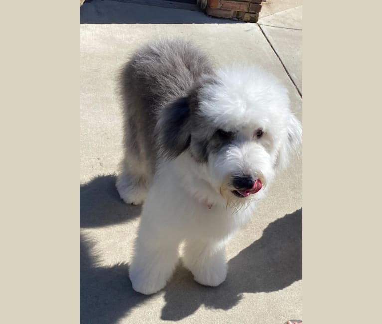 LUCY, an Old English Sheepdog tested with EmbarkVet.com
