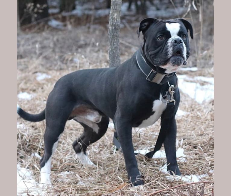 Photo of ACE, an Alapaha Blue Blood Bulldog 