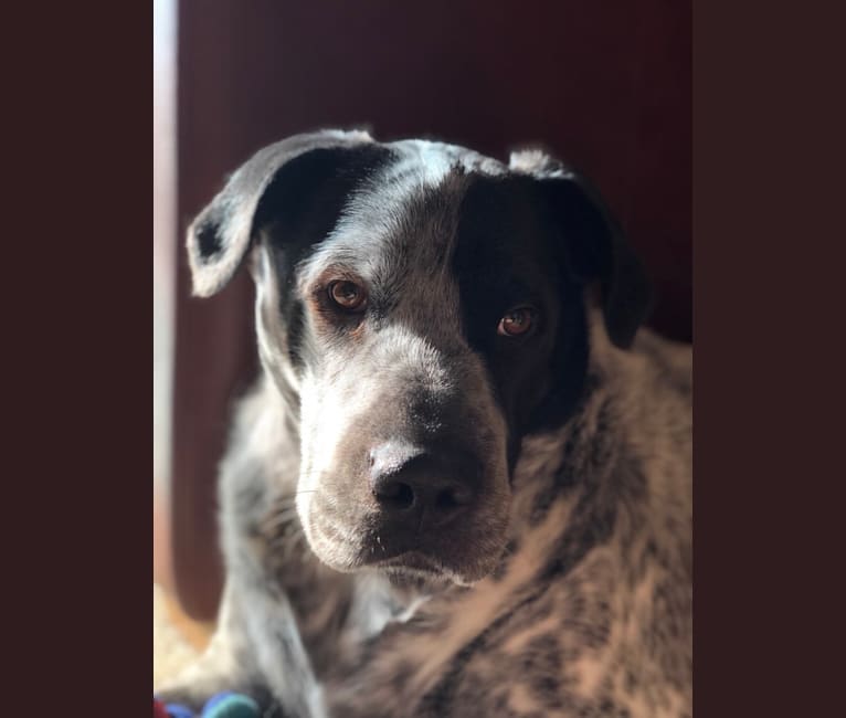 Shar pei red heeler mix discount