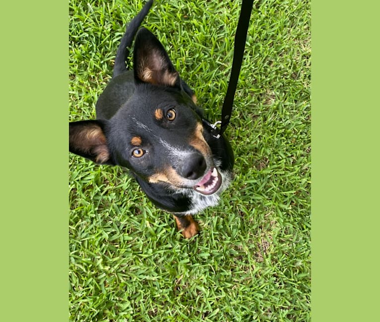 Toussaint, an Australian Cattle Dog and American Pit Bull Terrier mix tested with EmbarkVet.com