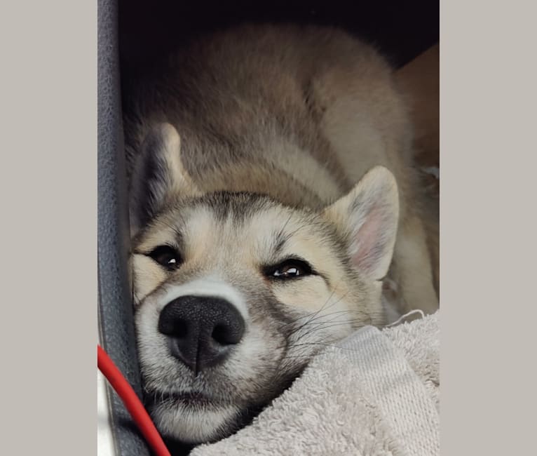 Zima, a Siberian Husky and German Shepherd Dog mix tested with EmbarkVet.com
