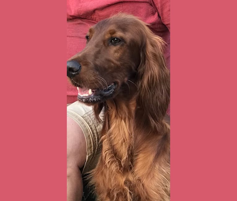 Ralphie, an Irish Setter tested with EmbarkVet.com