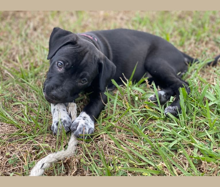 Photo of Twilight, an American Pit Bull Terrier and American Staffordshire Terrier mix in Tampa, Florida, USA
