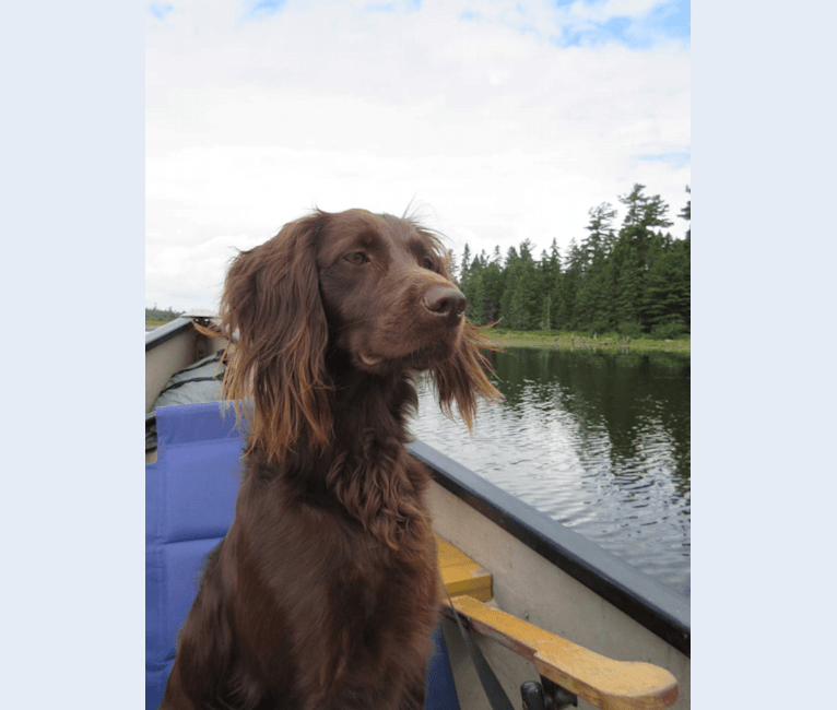 Luna, a Boykin Spaniel and Golden Retriever mix tested with EmbarkVet.com