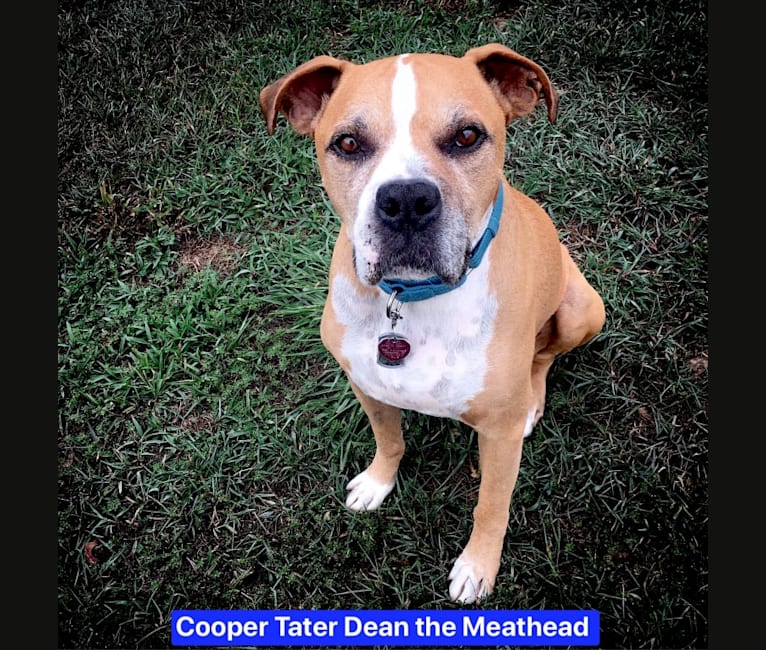 Cooper Tater Dean the Meathead, a Boxer and American Pit Bull Terrier mix tested with EmbarkVet.com