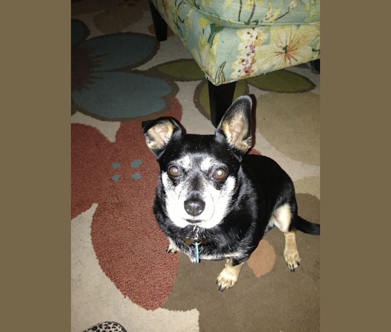 Photo of Mr.  Bean, a Chihuahua, Poodle (Small), and Mixed mix in Fairfield, California, USA