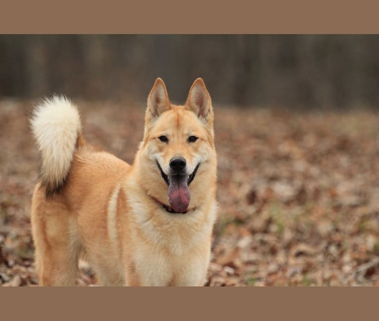 Tigger, a German Shepherd Dog and Chow Chow mix tested with EmbarkVet.com