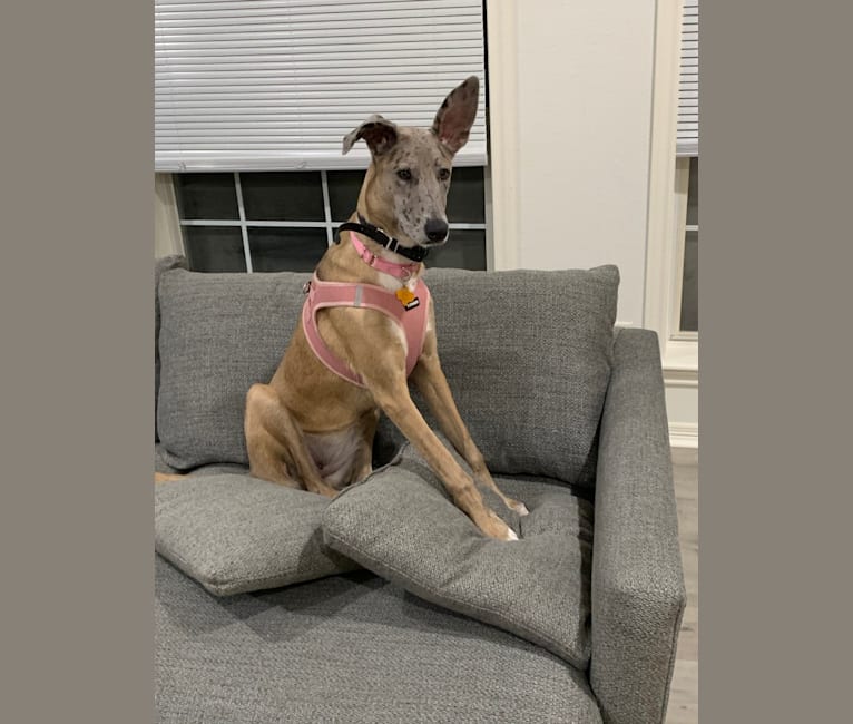 Great malinois sales