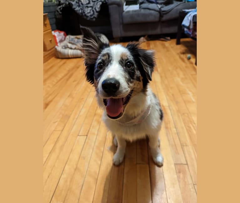 Photo of Wren, a Border Collie  in Waterville, NS, Canada