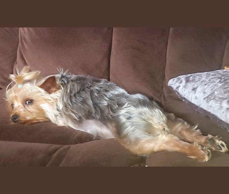 Photo of Peanut, a Yorkshire Terrier  in Waconia, Minnesota, USA