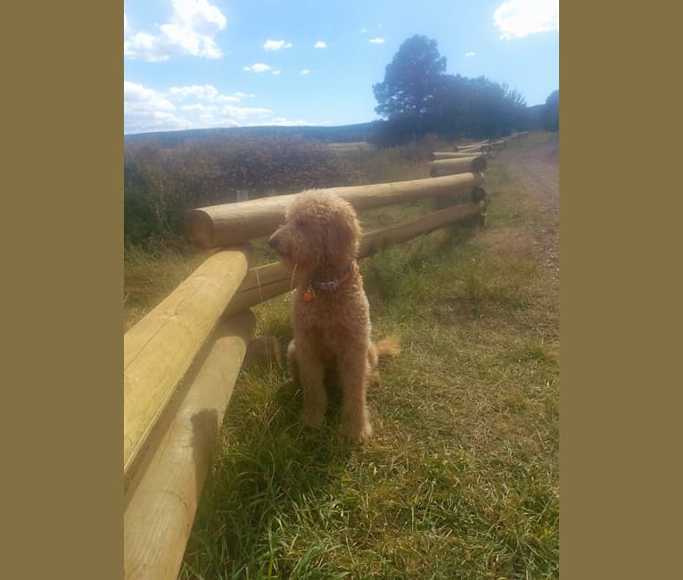 Kannon, a Goldendoodle tested with EmbarkVet.com