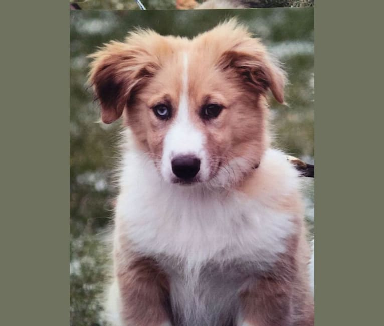 Fletcher, an Australian Shepherd and Shetland Sheepdog mix tested with EmbarkVet.com