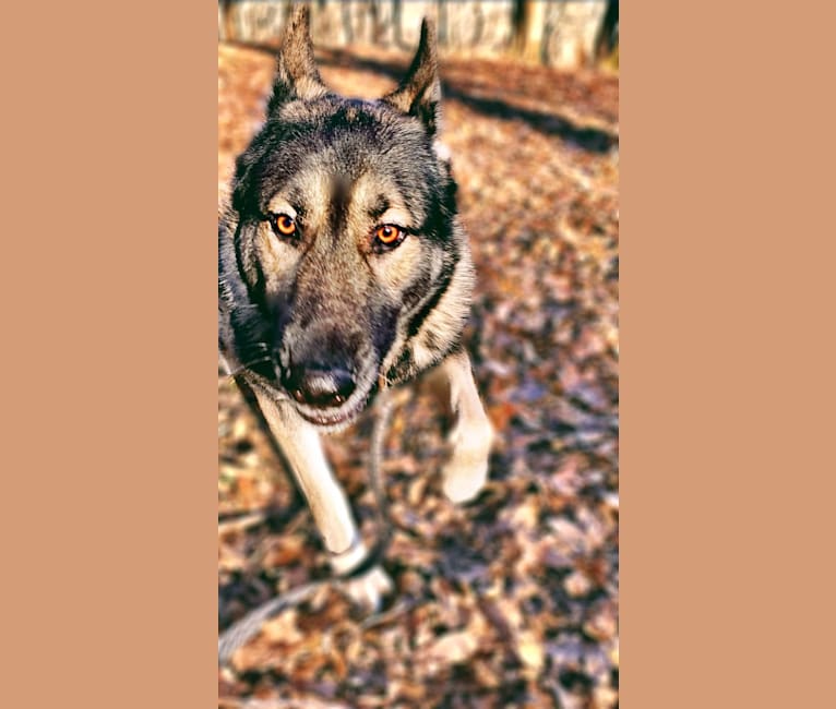 Tundra, a German Shepherd Dog and Great Pyrenees mix tested with EmbarkVet.com