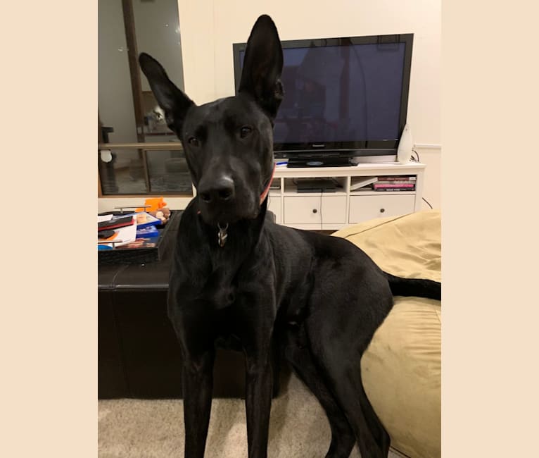 Great dane cross online german shepherd